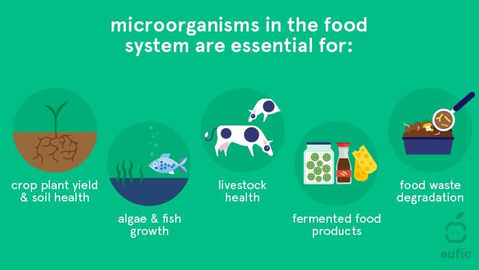 Why microorganisms  are essential in the food system
