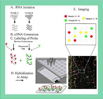 DNA microarray analysis technique